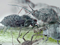 Aphis craccae